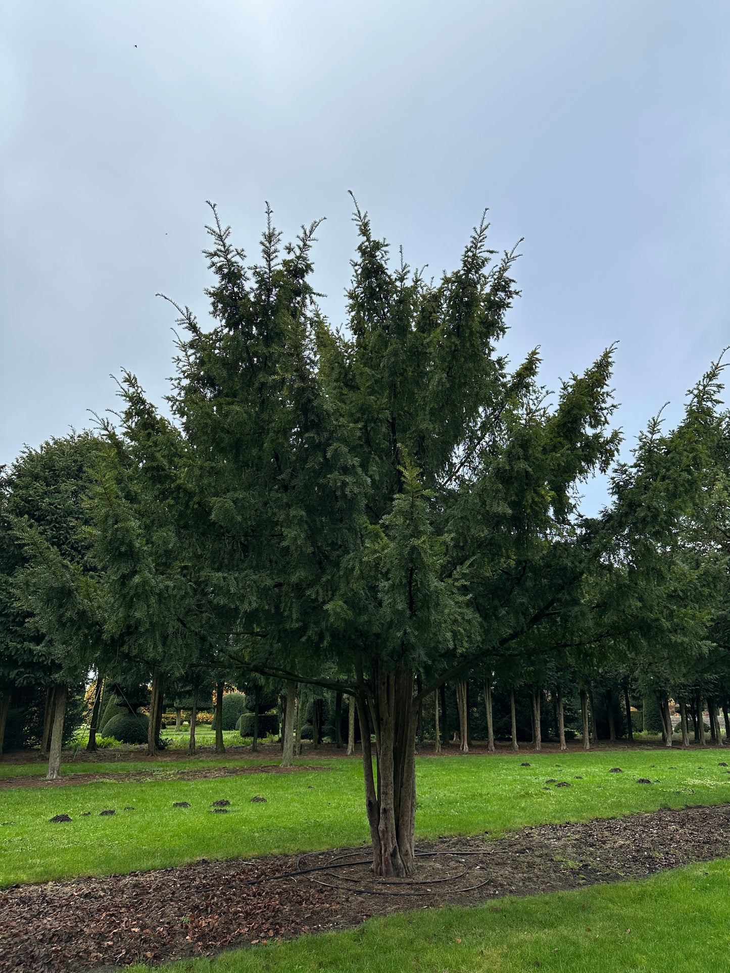 TB TREE #088