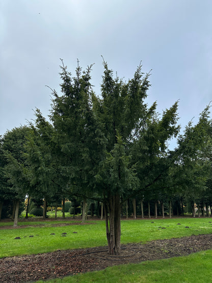 TB TREE #088
