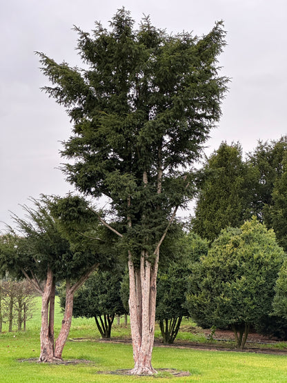 TB TREE #095