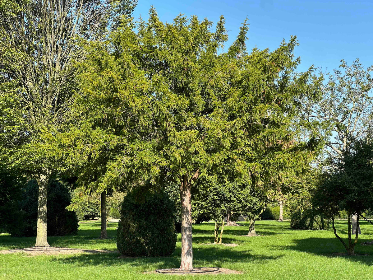 TB TREE #098
