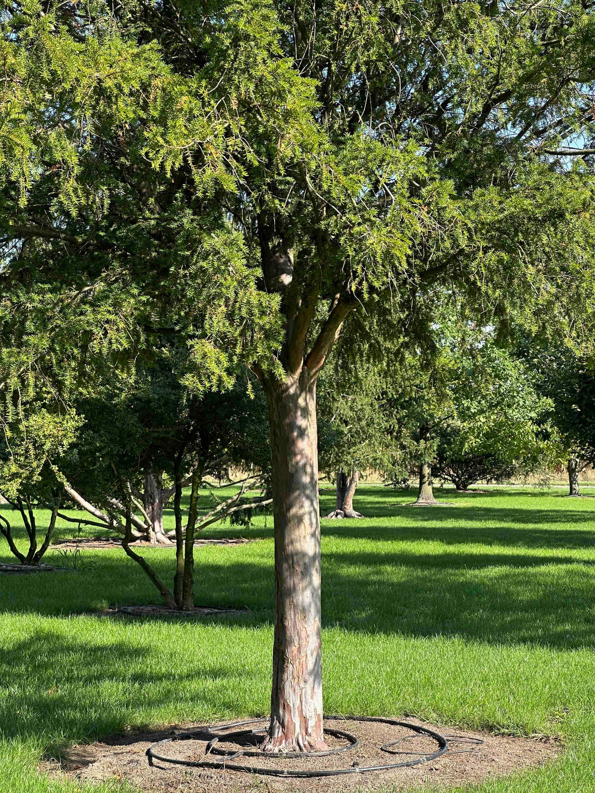 TB TREE #098