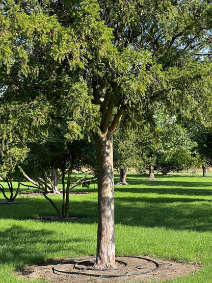 TB TREE #098