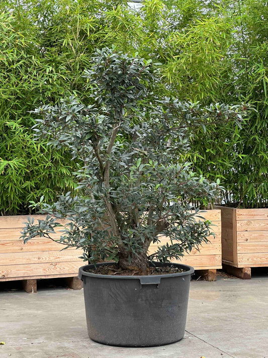 VP SHRUB #001