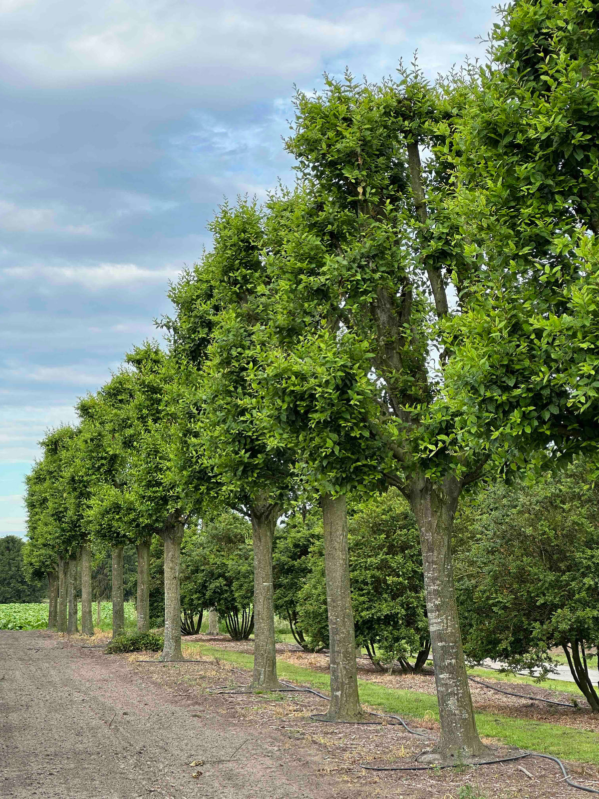 CBF TREE #003 - CBF TREE #019