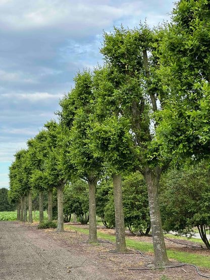 CBF TREE #003 - CBF TREE #019