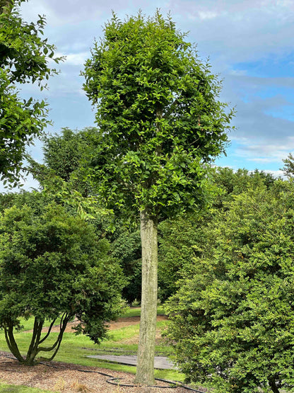 CBF TREE #003 - CBF TREE #019