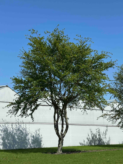 FS TREE #003