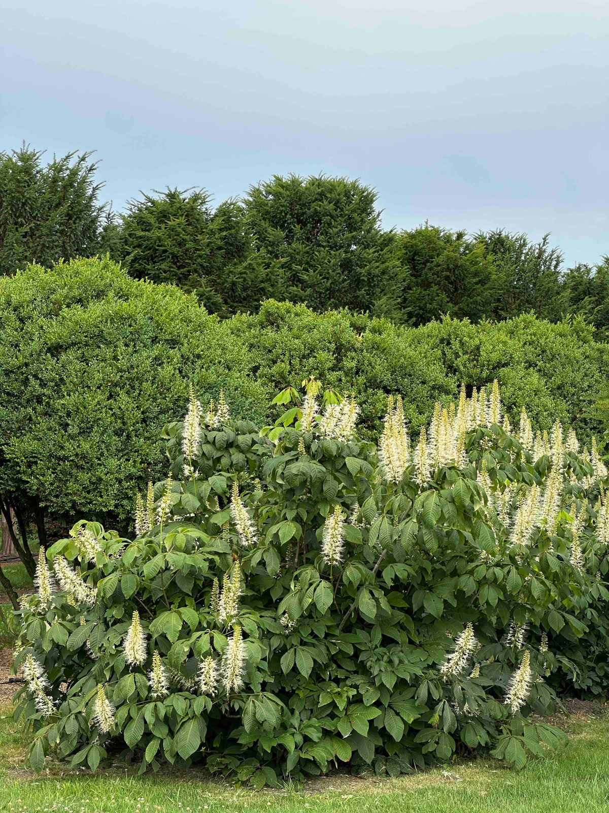 AP SHRUB #022