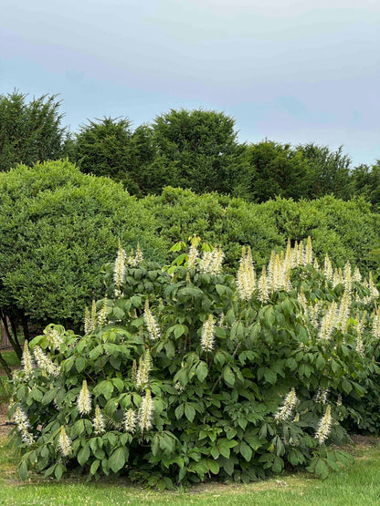 AP SHRUB #022