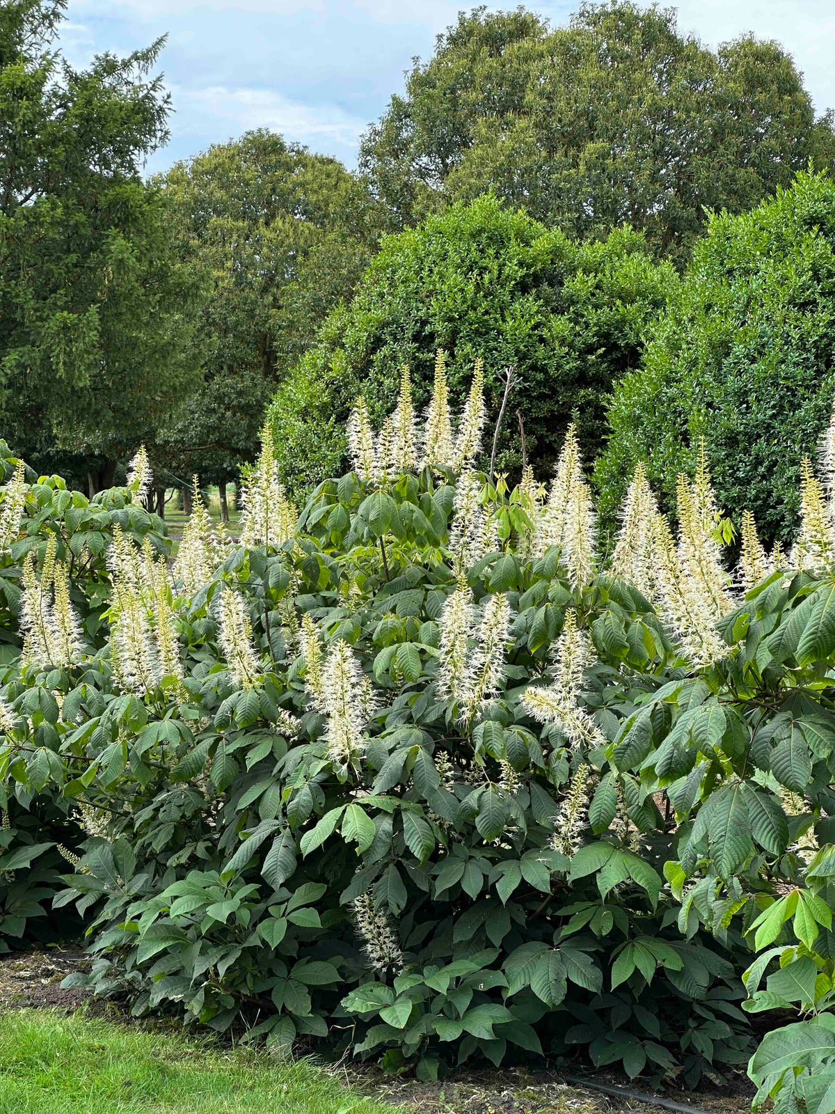 AP SHRUB #021