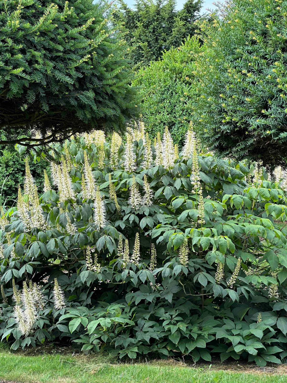 AP SHRUB #019