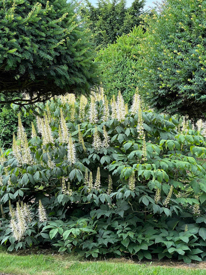 AP SHRUB #019