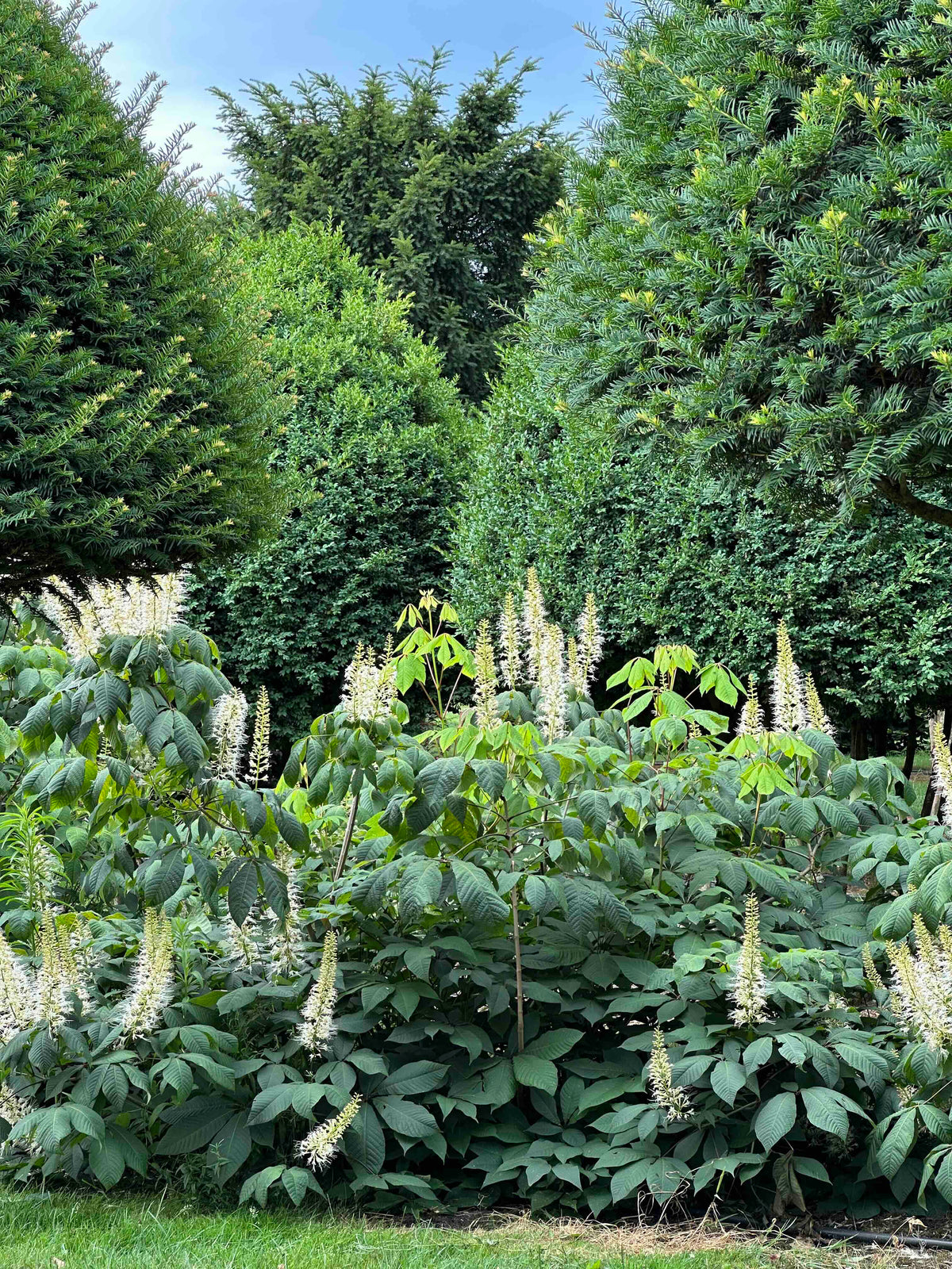 AP SHRUB #018