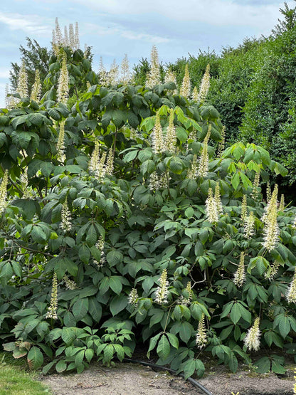AP SHRUB #017