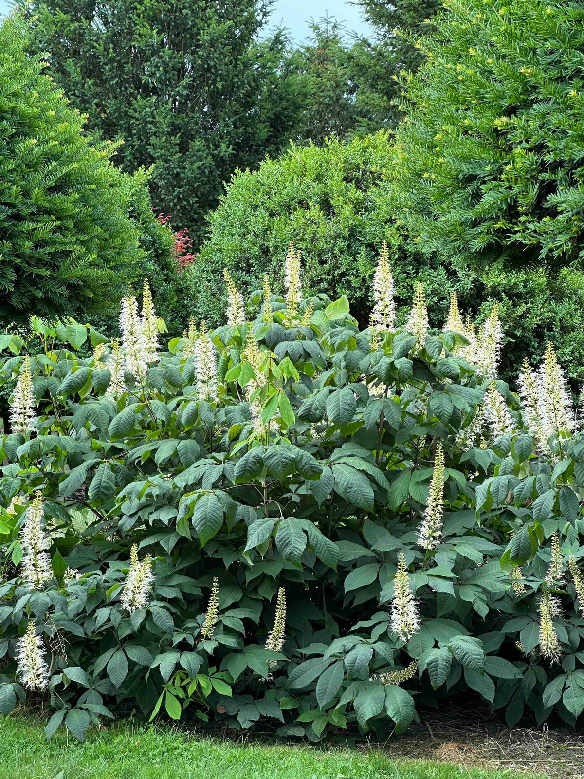 AP SHRUB #015