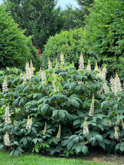 AP SHRUB #015