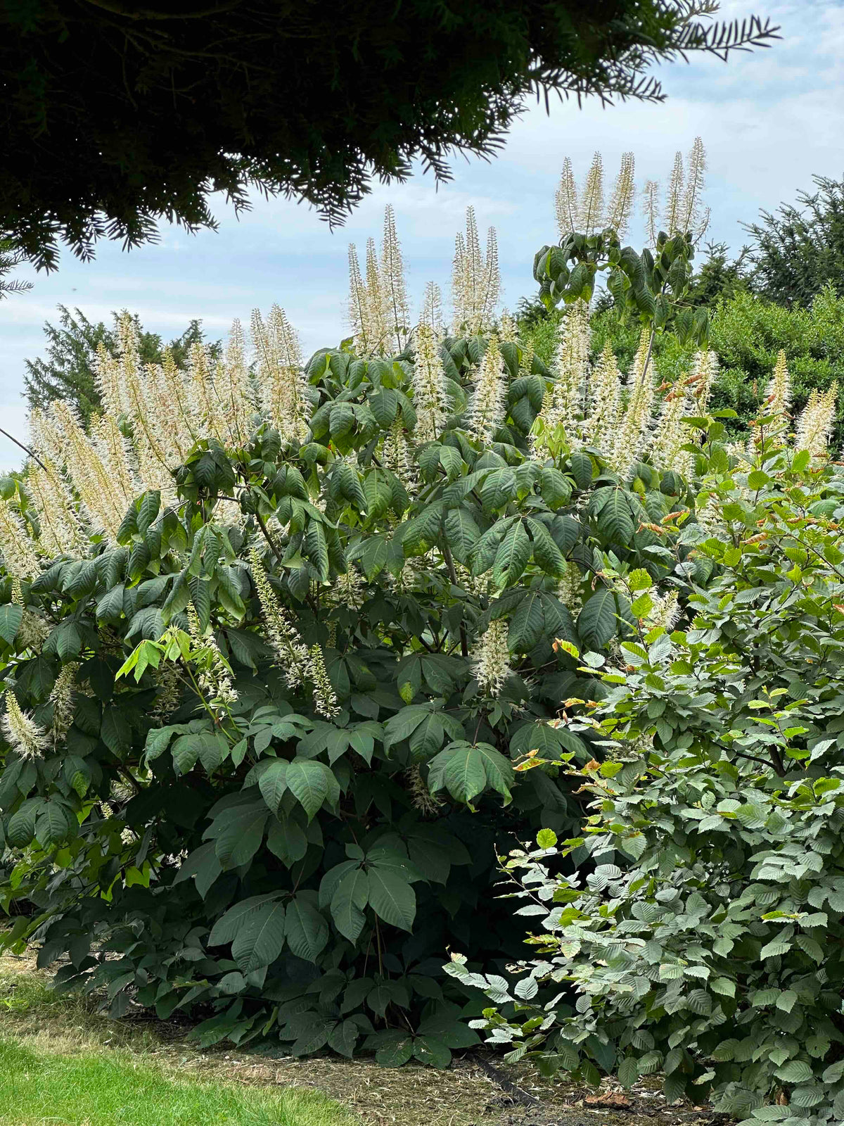 AP SHRUB #014
