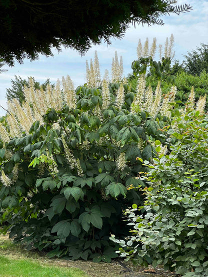 AP SHRUB #014