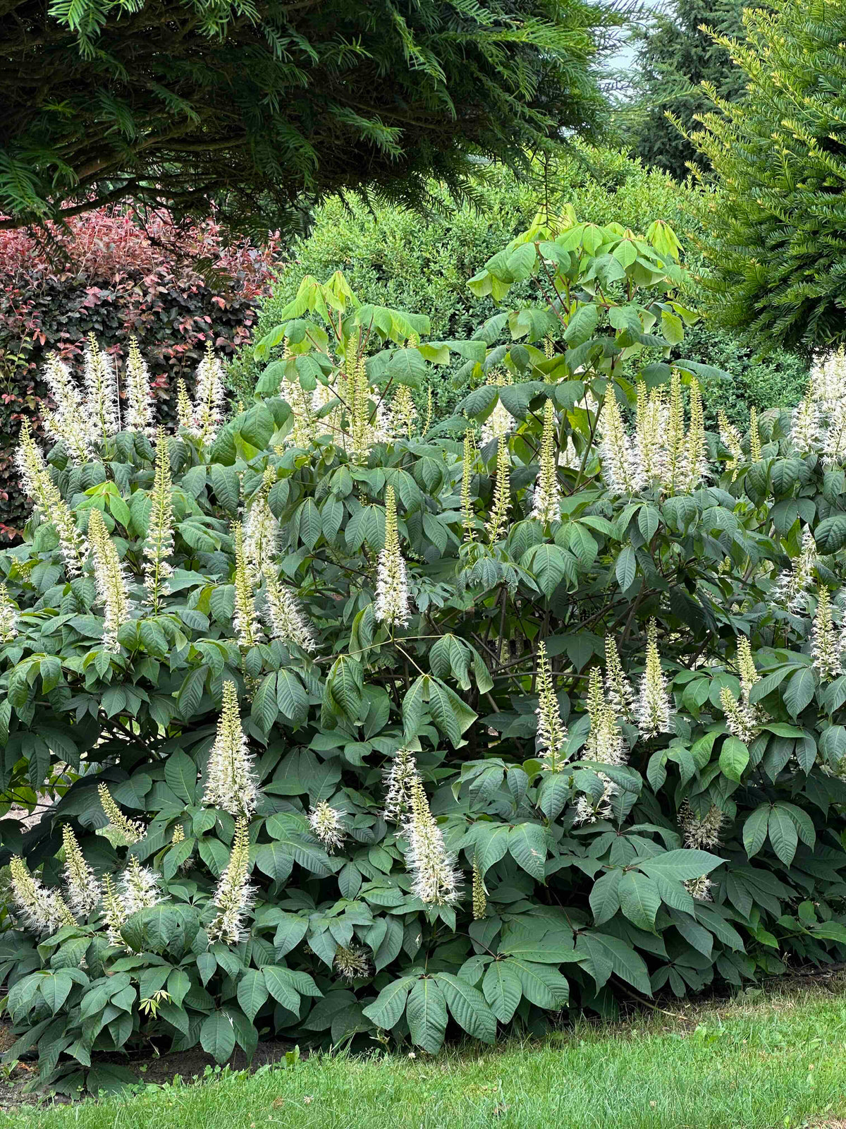 AP SHRUB #013