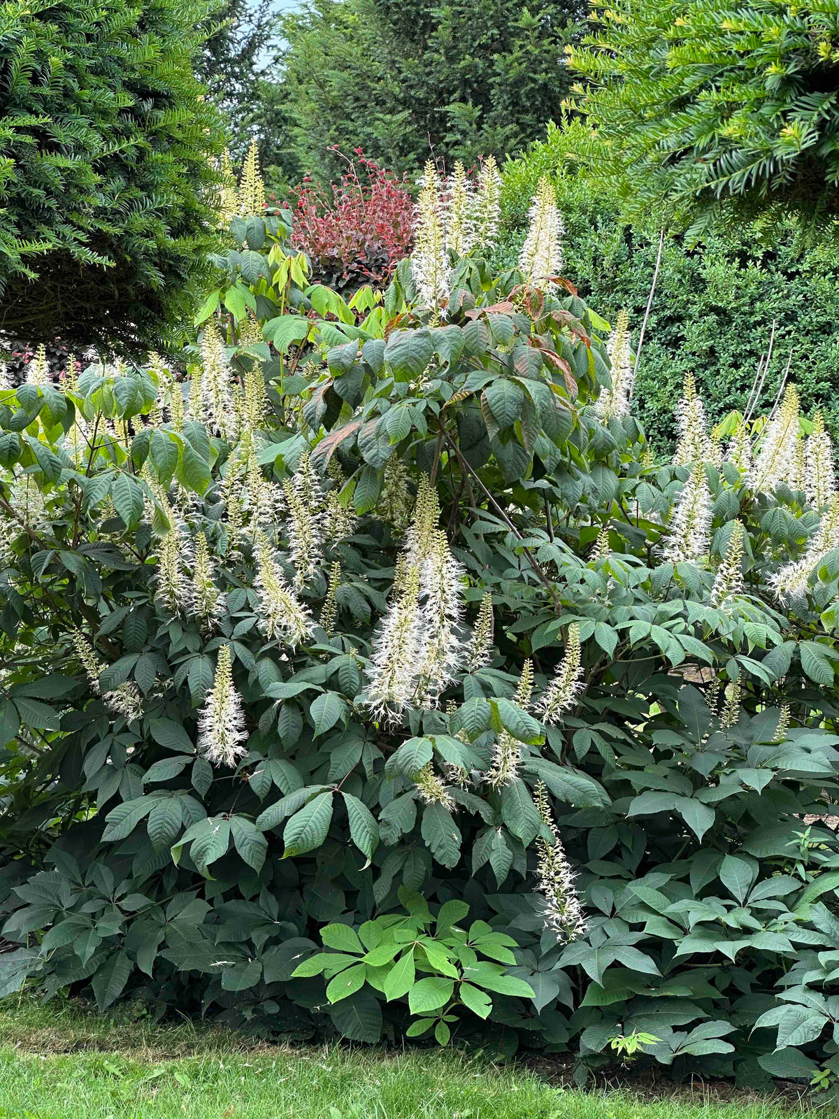 AP SHRUB #012