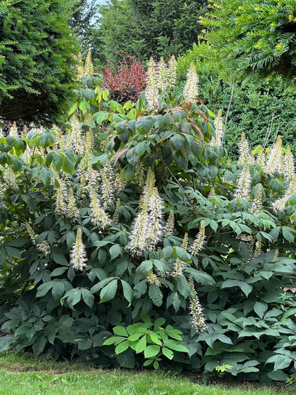 AP SHRUB #012