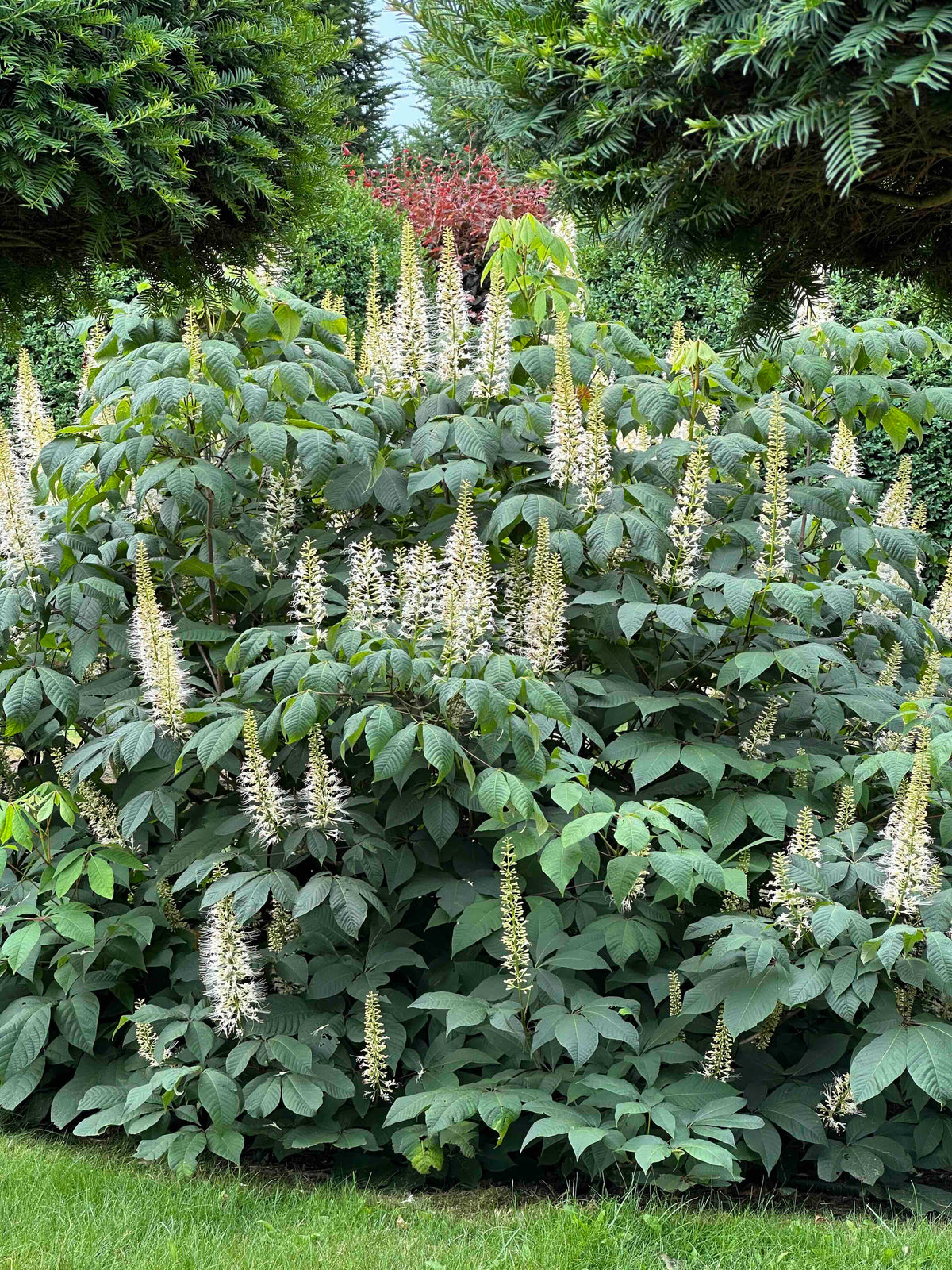 AP SHRUB #011