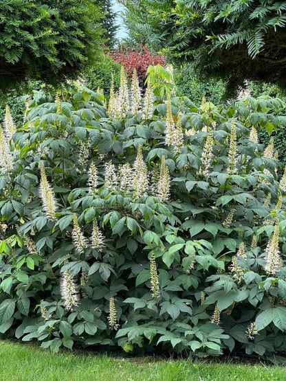 AP SHRUB #011