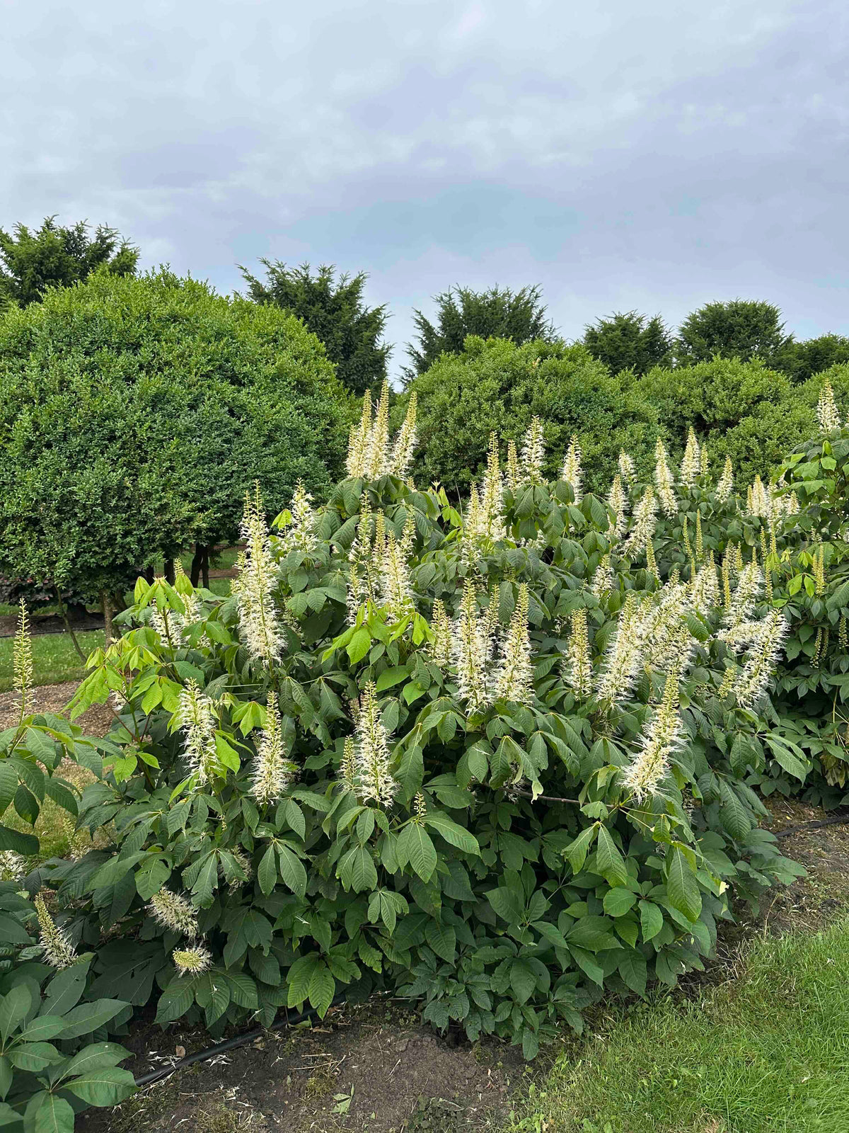 AP SHRUB #021