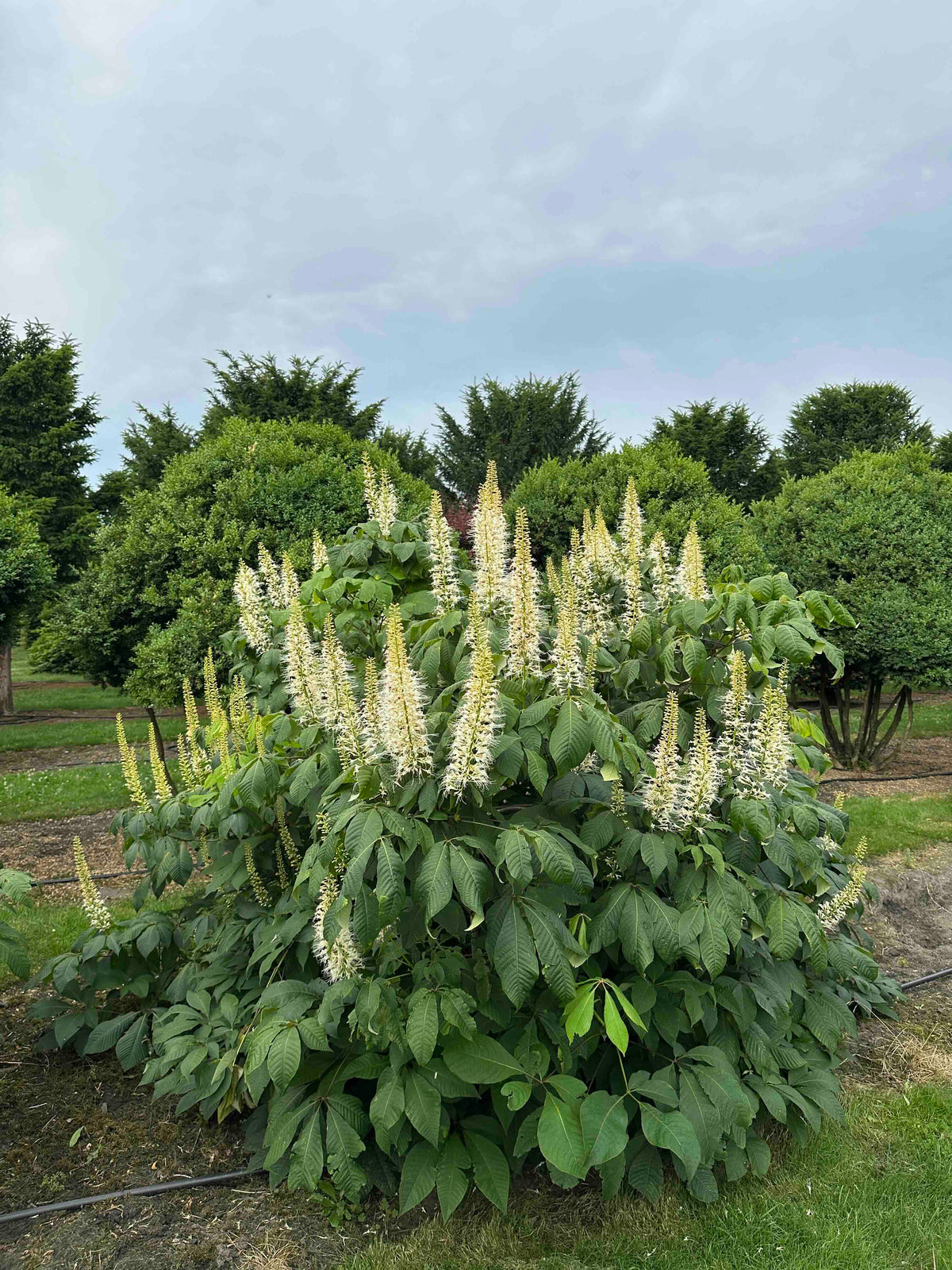 AP SHRUB #020