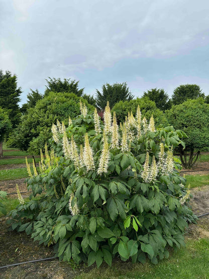 AP SHRUB #020