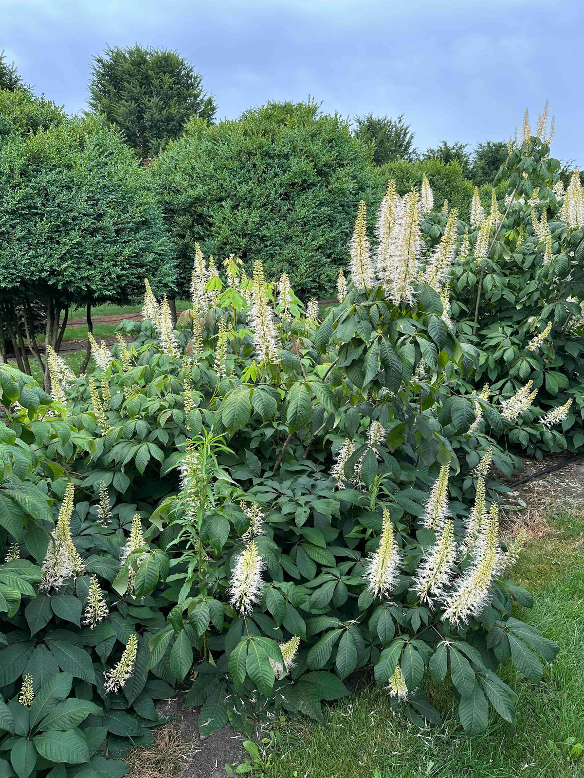 AP SHRUB #018