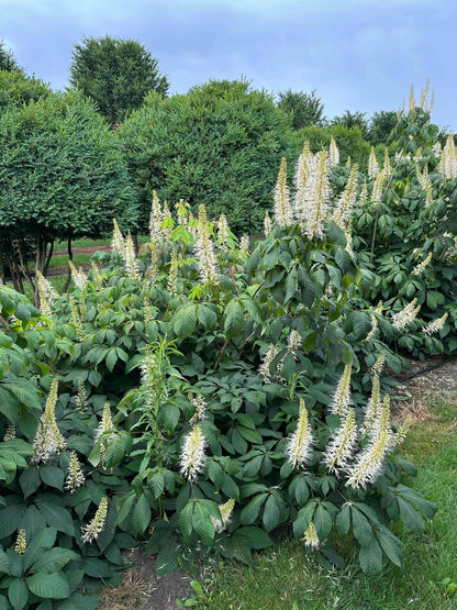 AP SHRUB #018