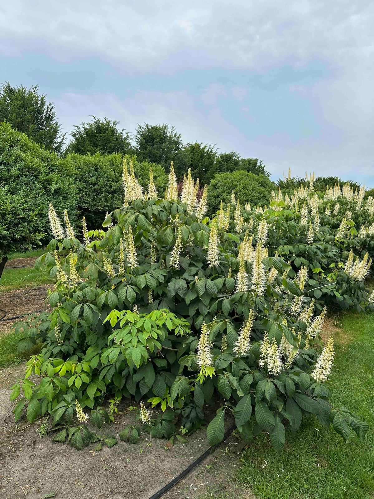 AP SHRUB #016