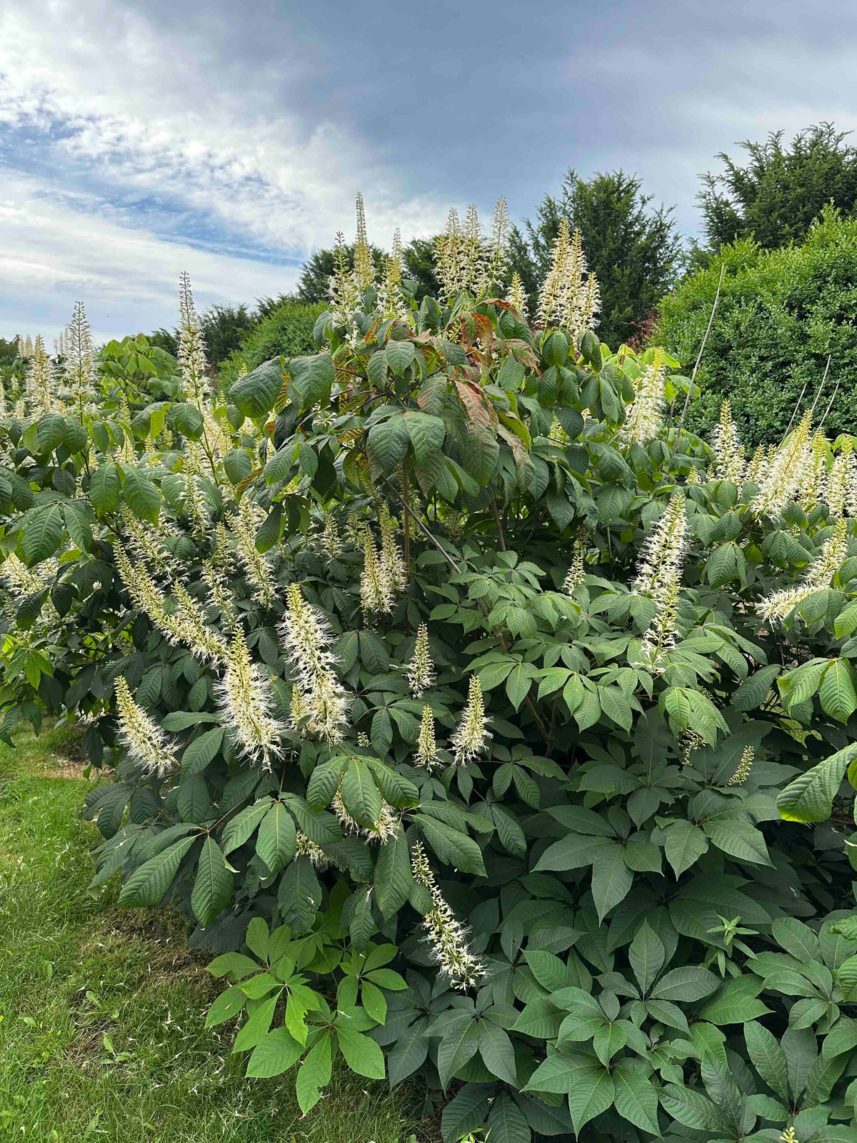 AP SHRUB #012
