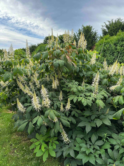 AP SHRUB #012