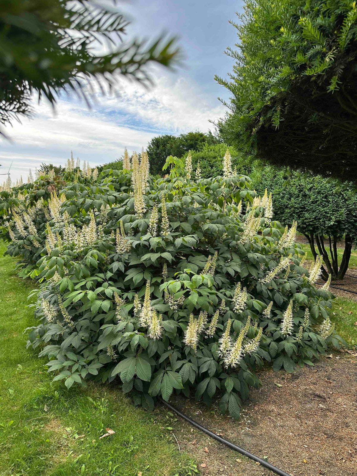 AP SHRUB #011