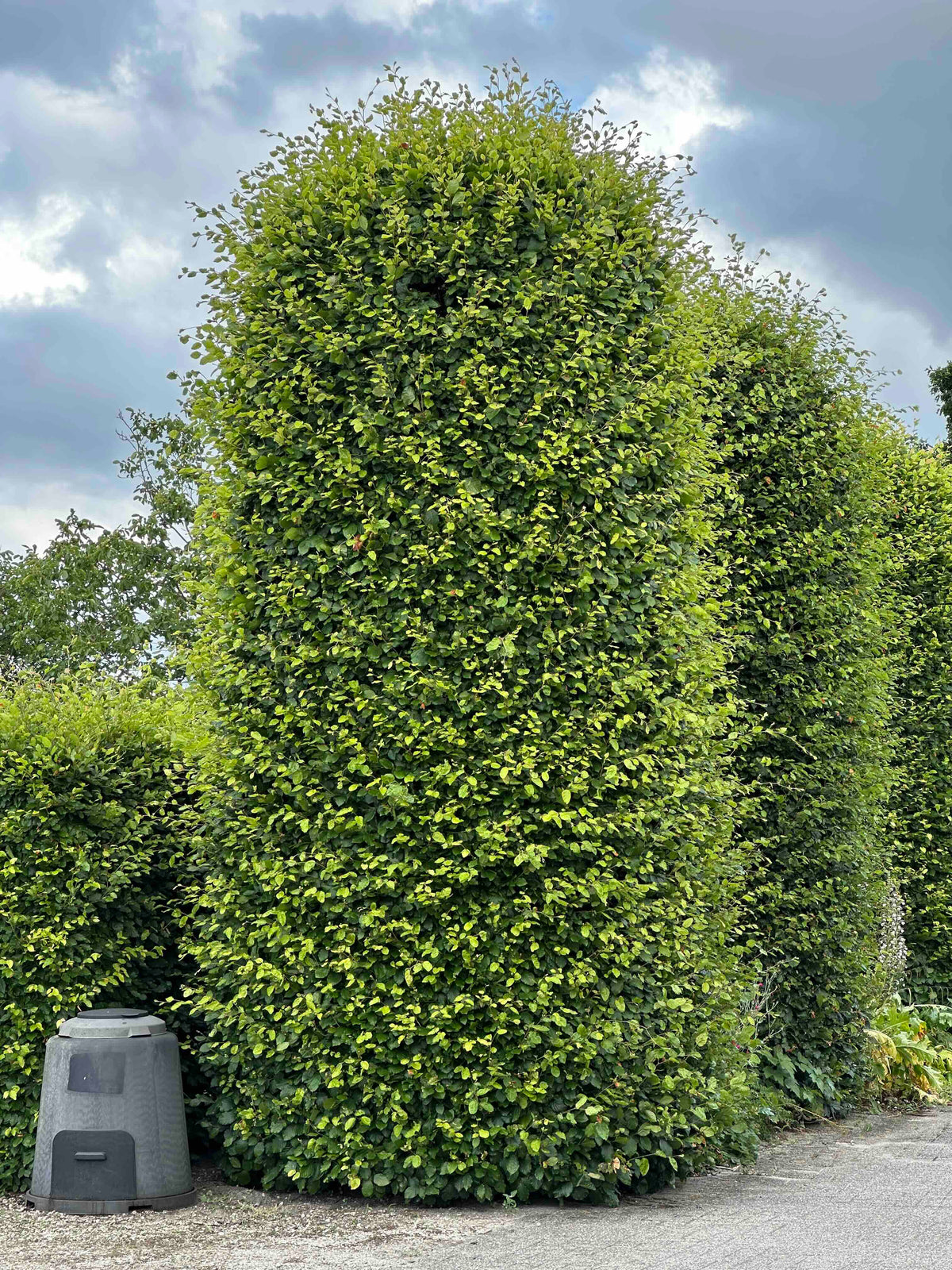 FS TOPIARY #269