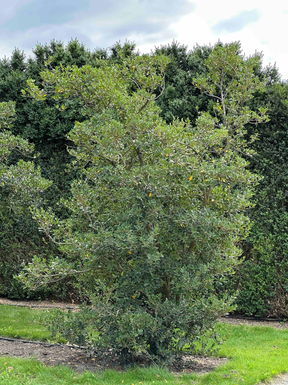 OH SHRUB #016