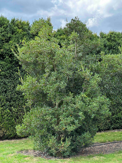 OH SHRUB #017