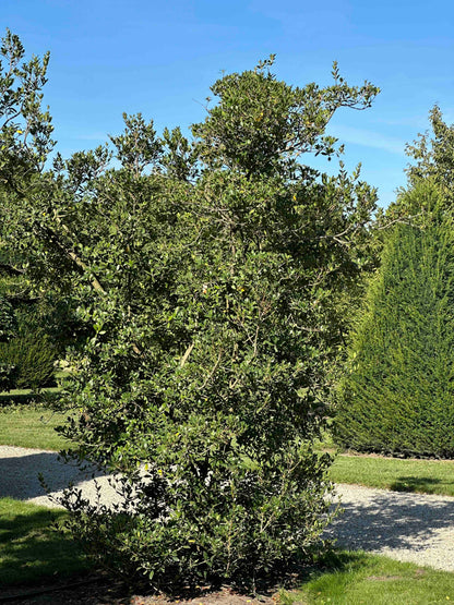 OH SHRUB #016