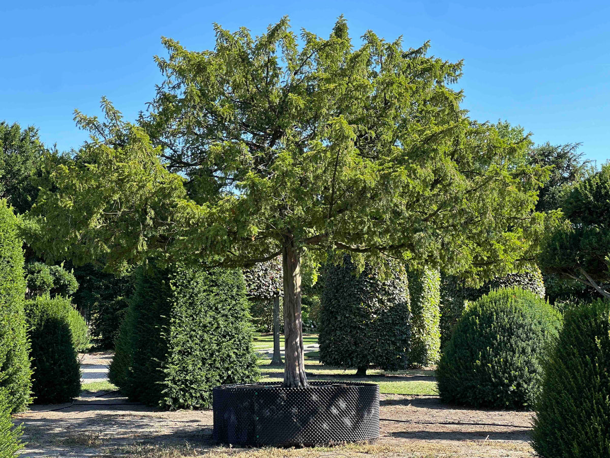 TB TREE #099
