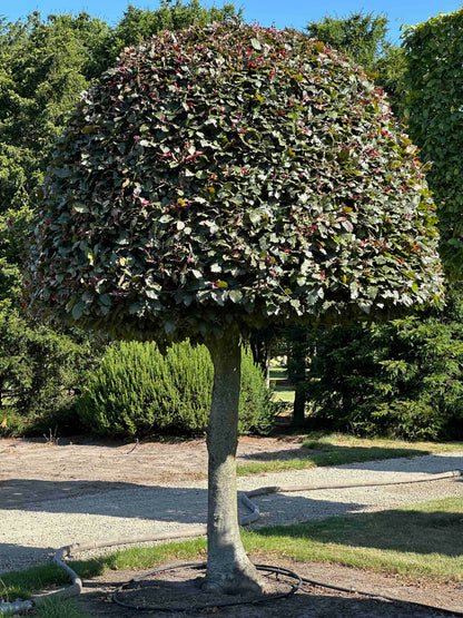 FSA TOPIARY #018