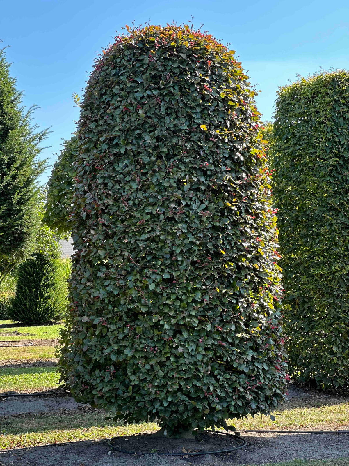 FSA TOPIARY #033