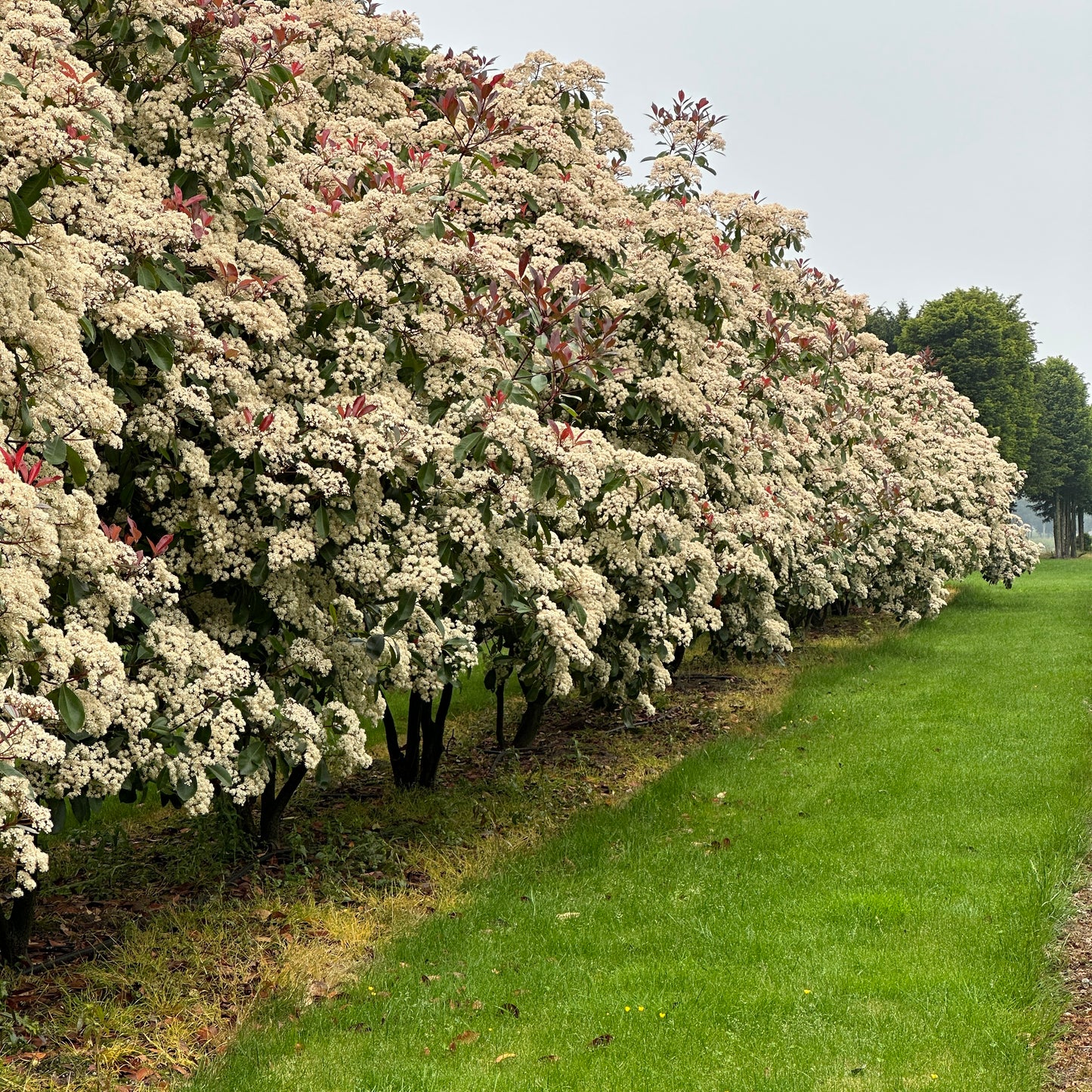 Photinia × fraseri ‘Robusta’ 300/350