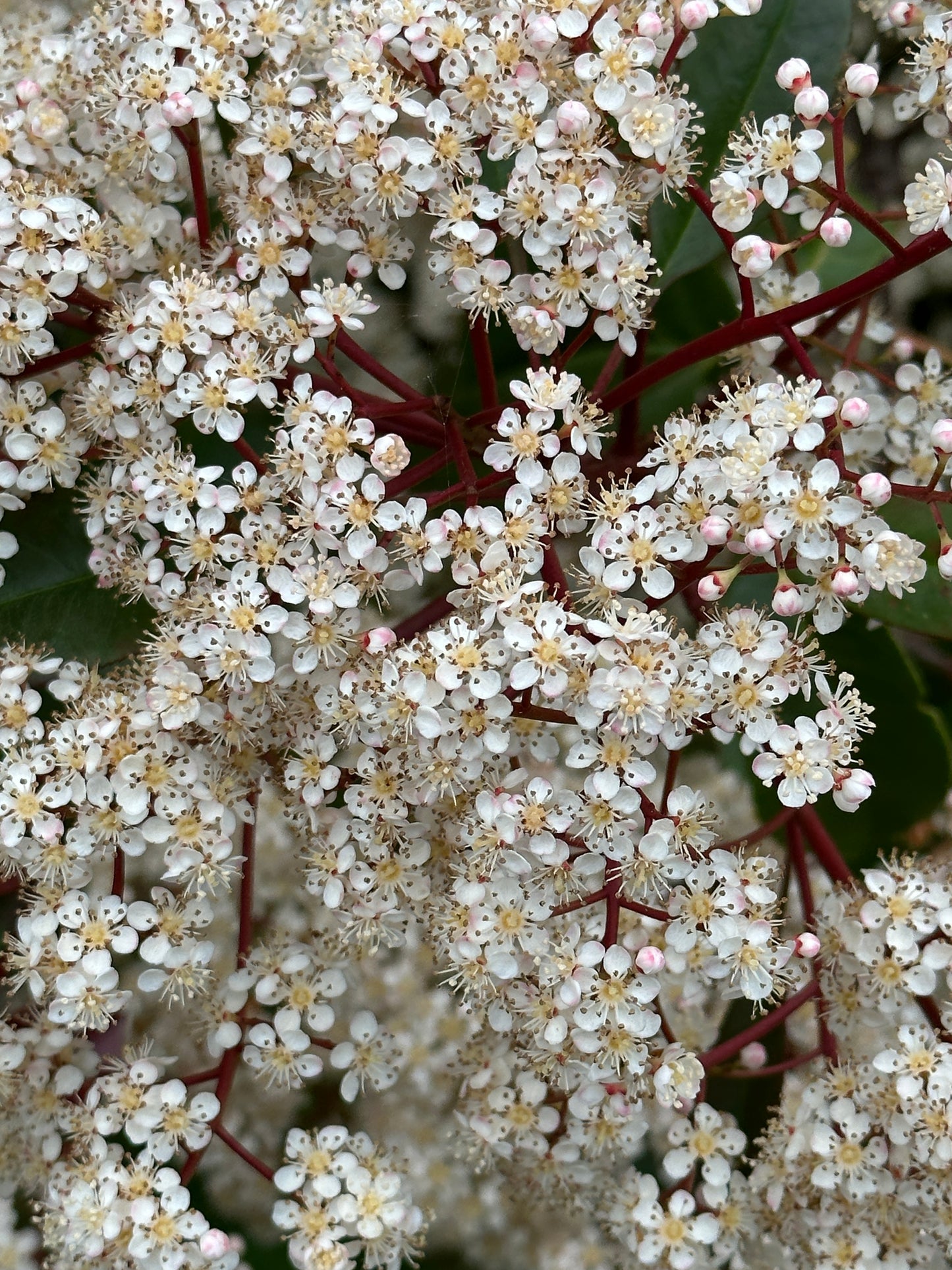 Photinia × fraseri ‘Robusta’ 300/350