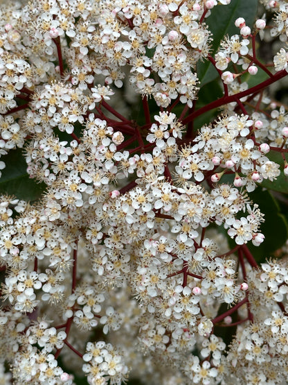 Photinia × fraseri ‘Robusta’ 200/250