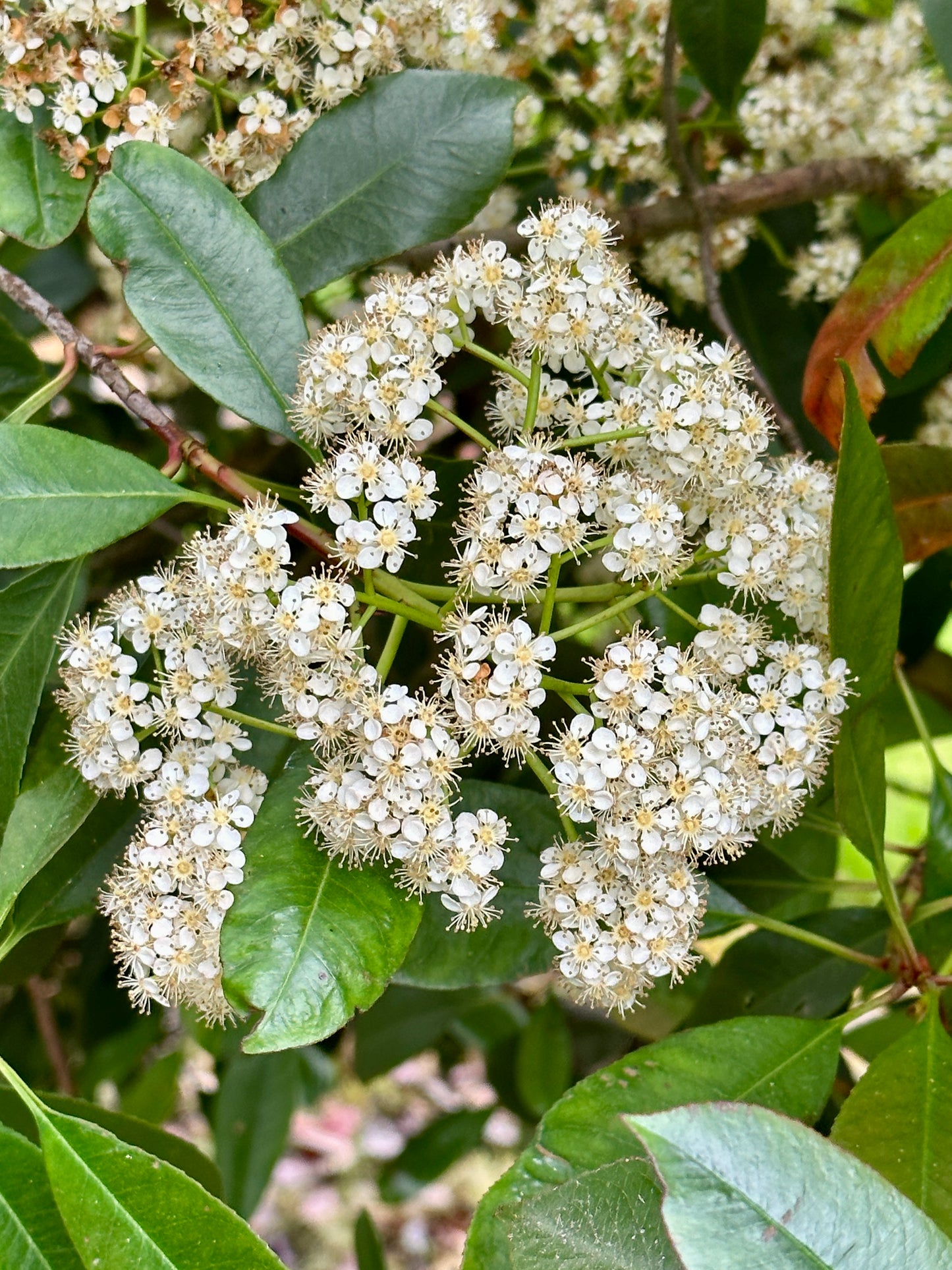 Photinia × fraseri ‘Robusta’ 300/350