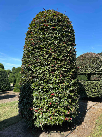 FSA TOPIARY #033