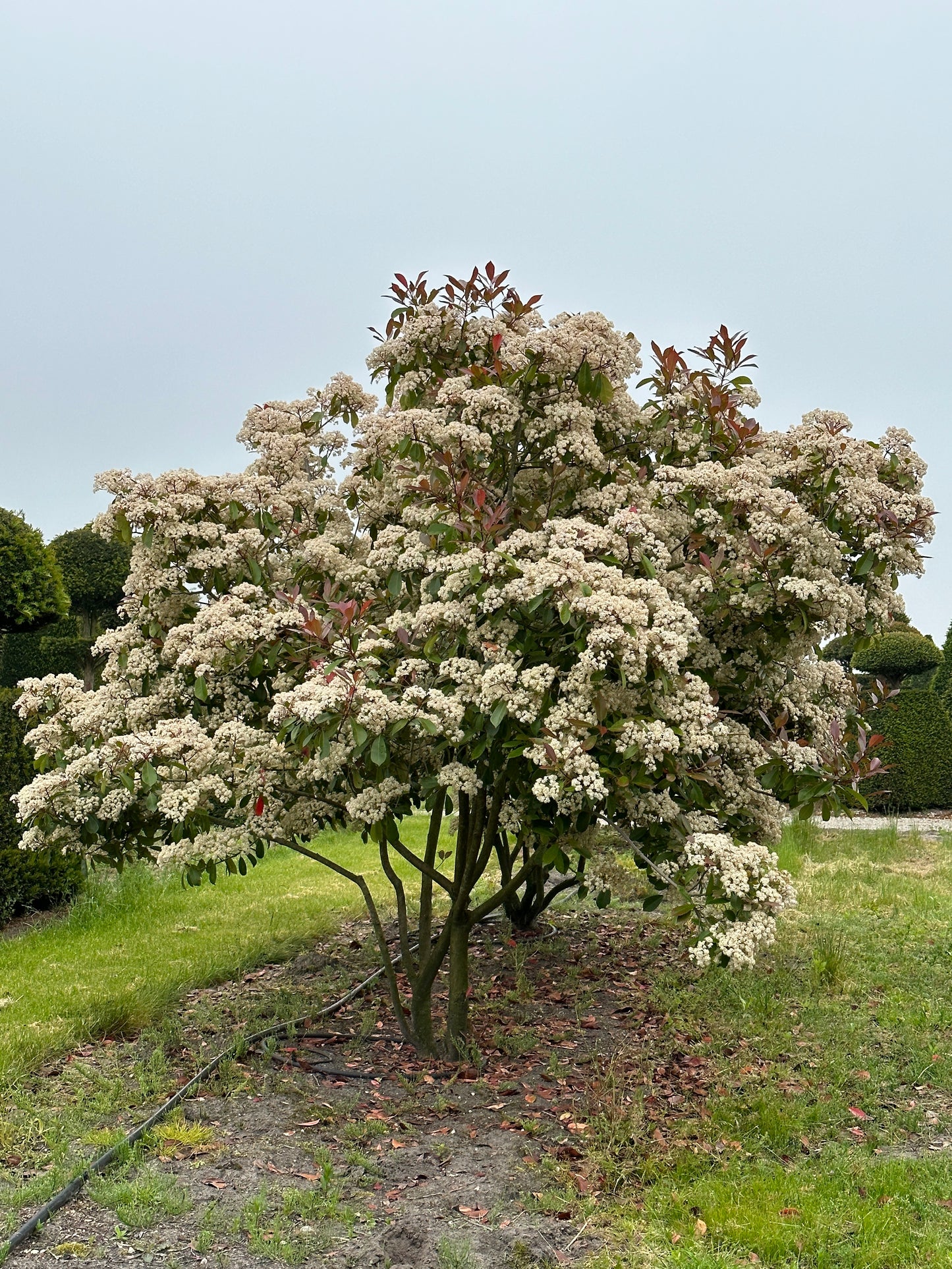 Photinia × fraseri ‘Robusta’ 200/250
