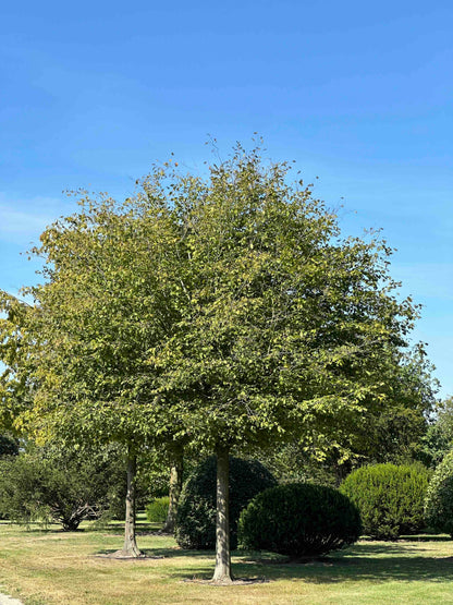 CB TREE #021